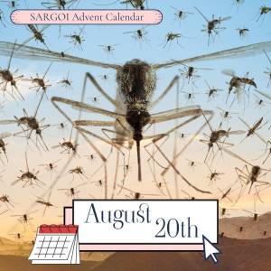 Mosquito Day  